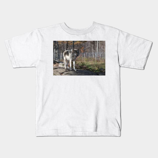 Timber wolf in the woods Kids T-Shirt by josefpittner